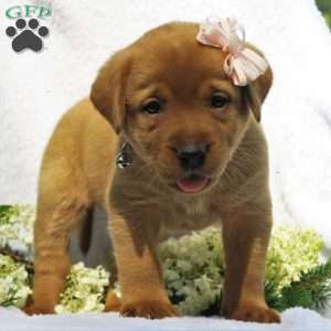 Meadow Brooke, Fox Red Labrador Retriever Puppy